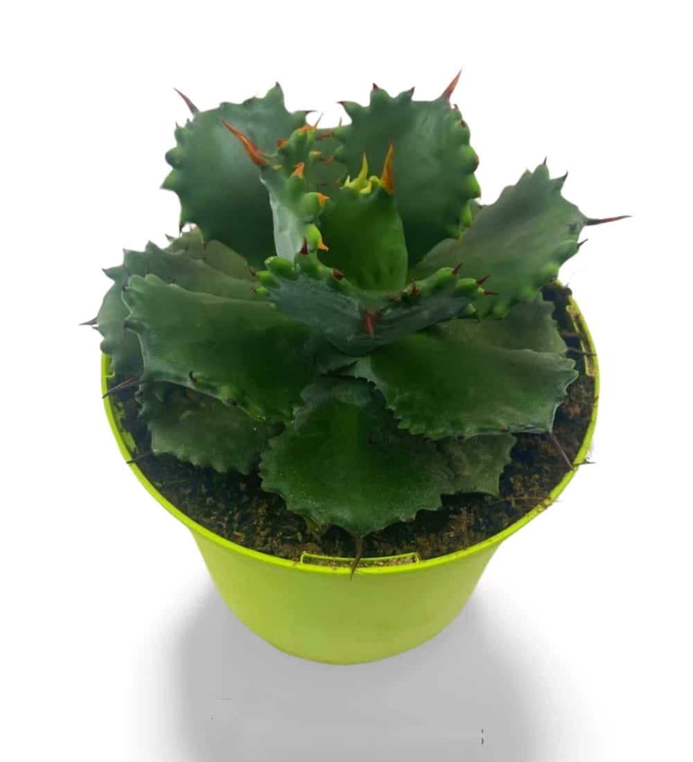 Agave Isthmensis