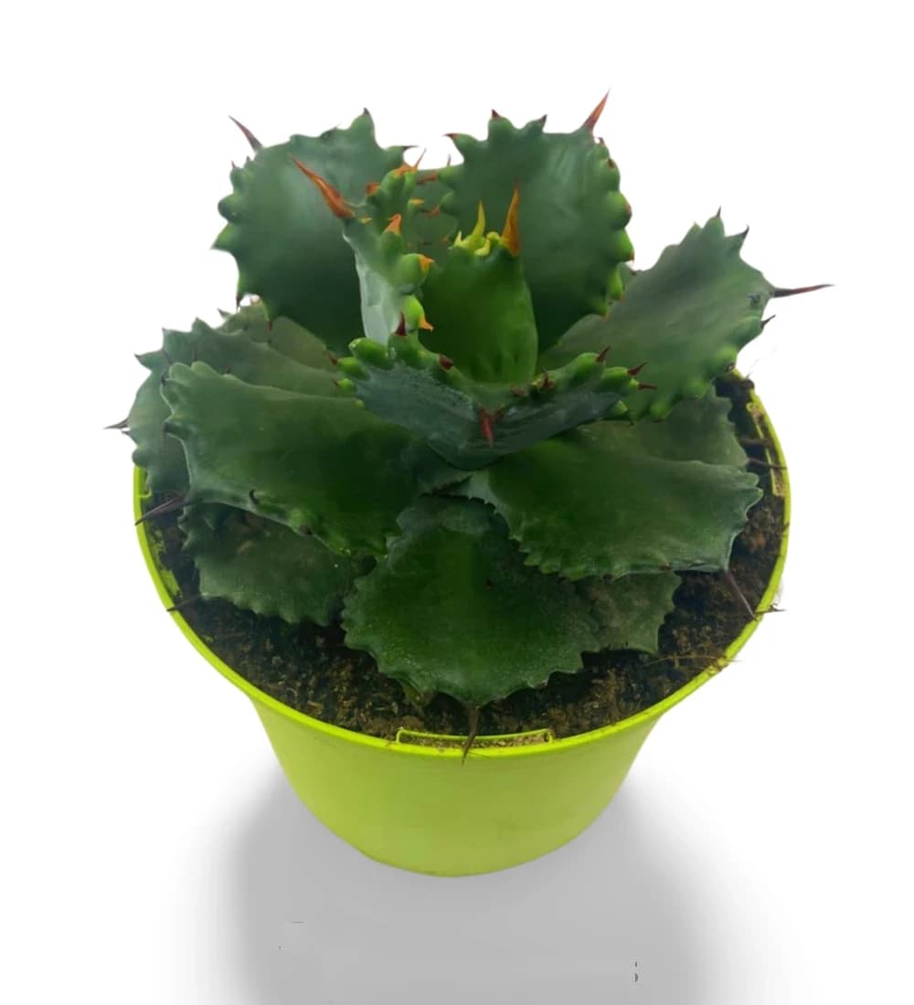 Agave Isthmensis