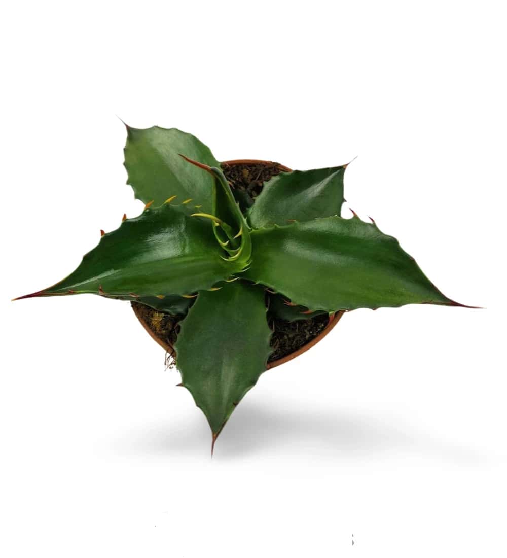 Agave Parryi huachucensis