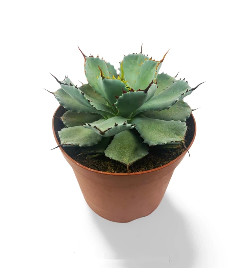 Agave Potatorum kichijokan