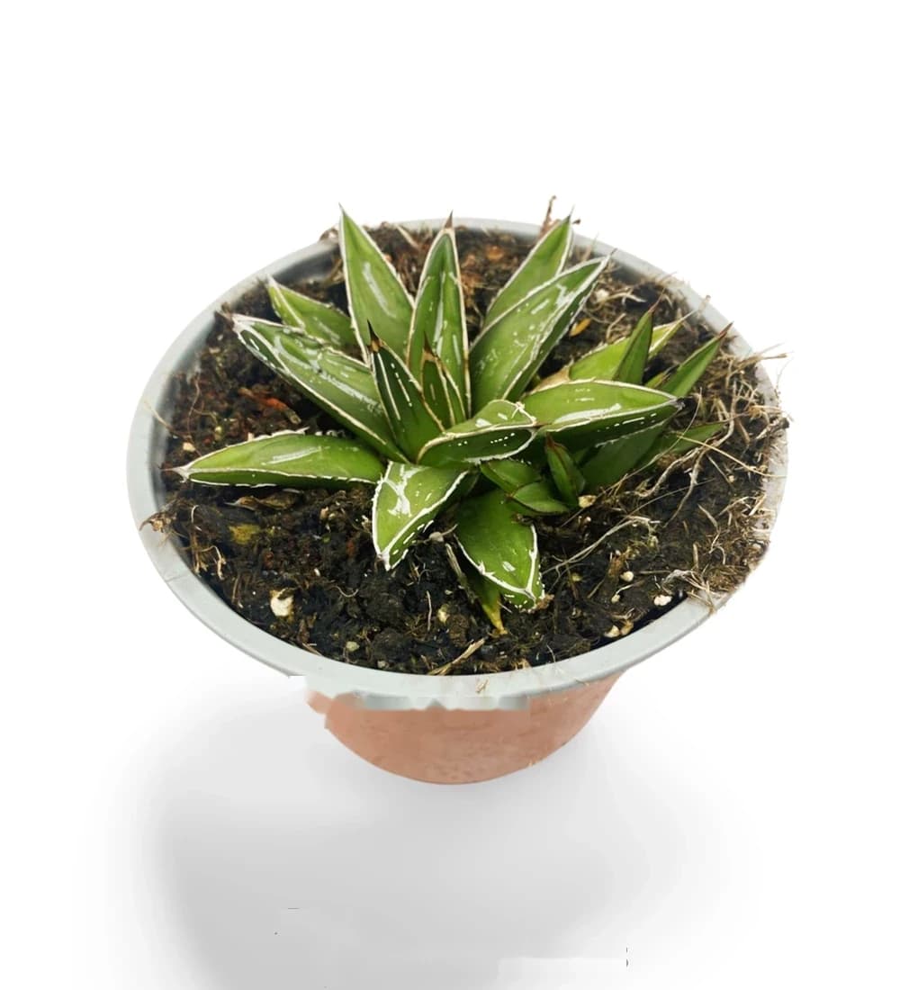 Königin Victoria Agave