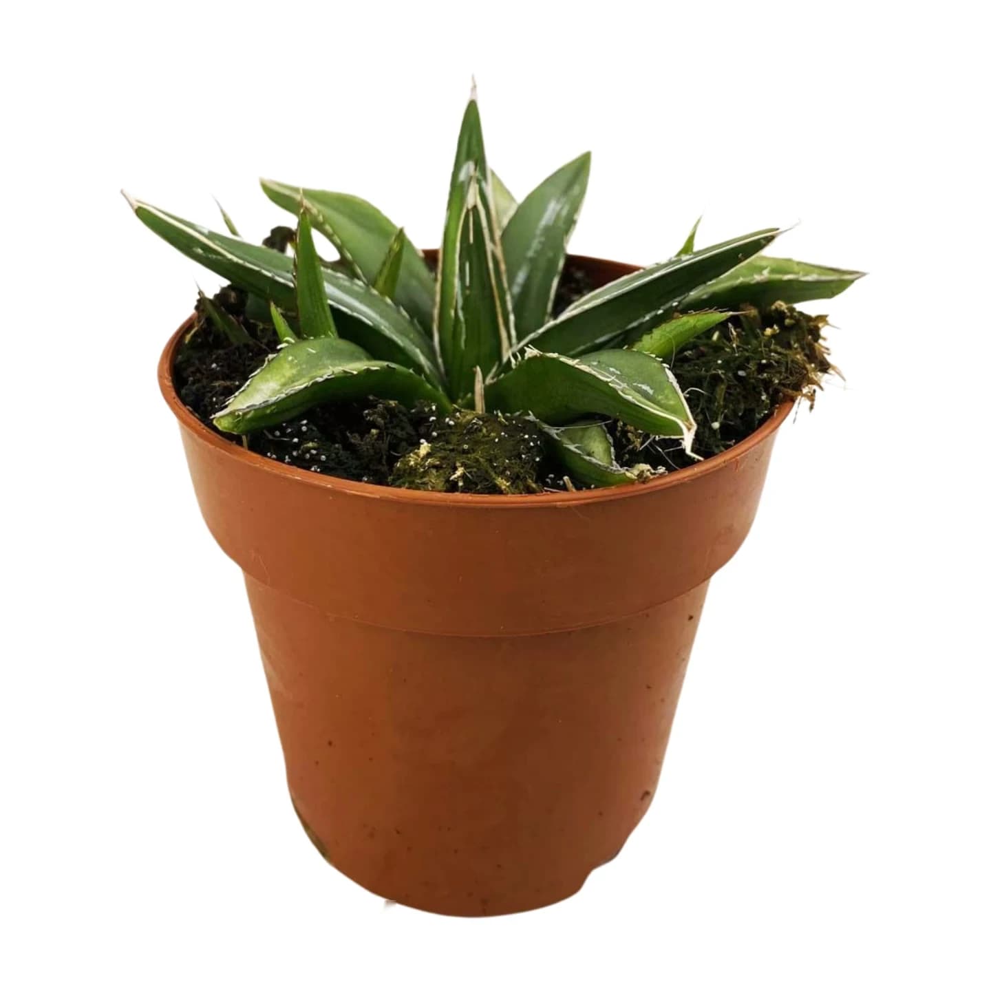 Agave Victoriae