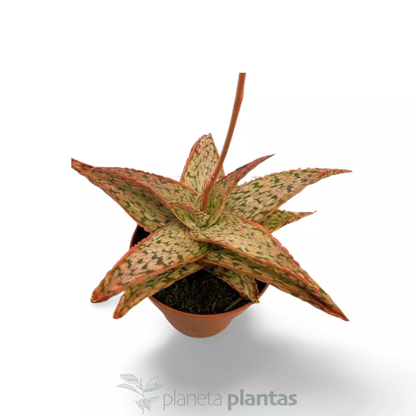 Aloe Pink Rouge