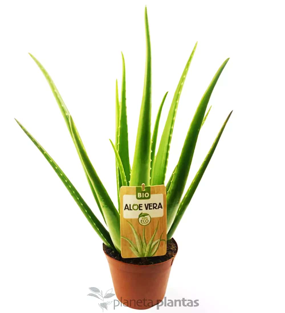 Aloe Vera Eco XL