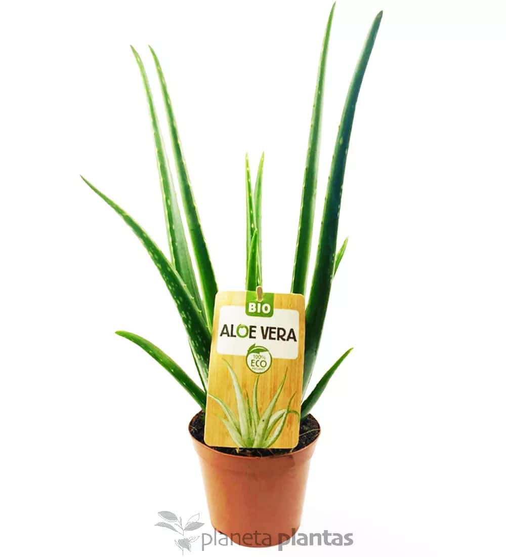 Aloe Vera Eco L
