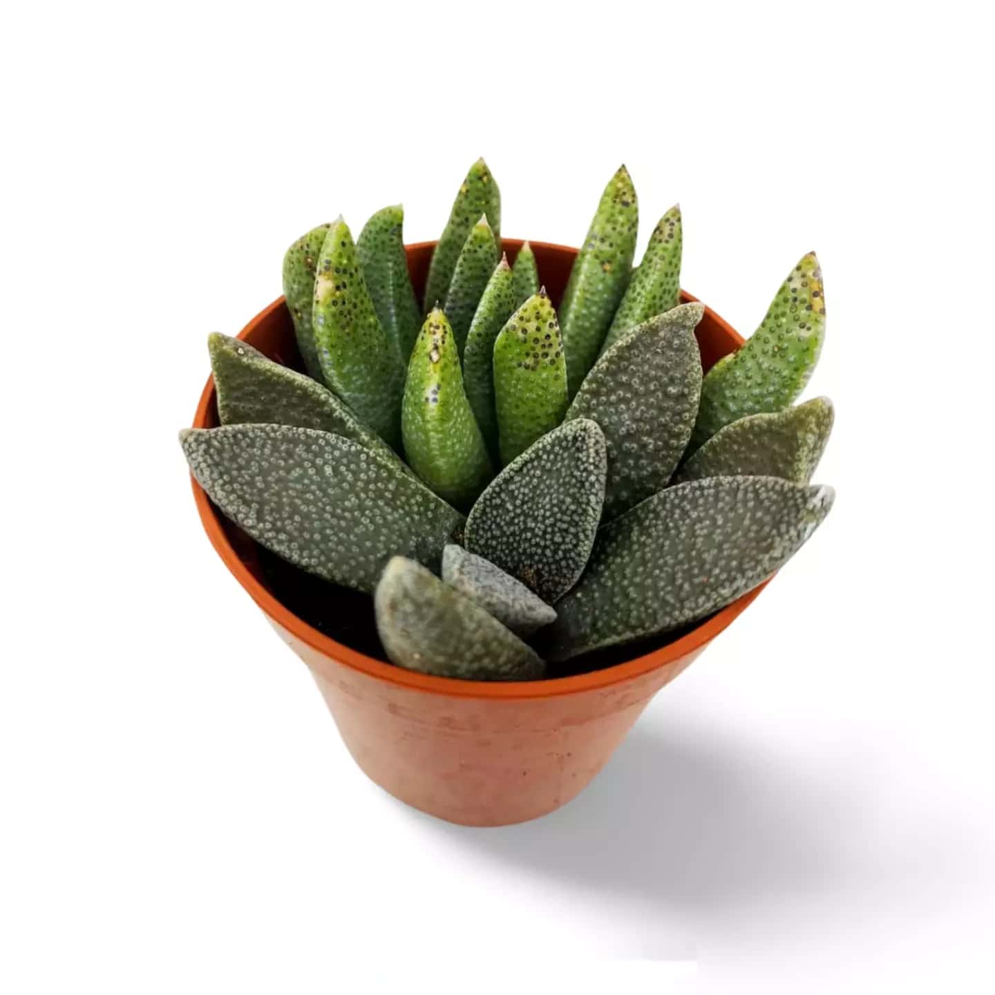 Aloinopsis Rubrolineata