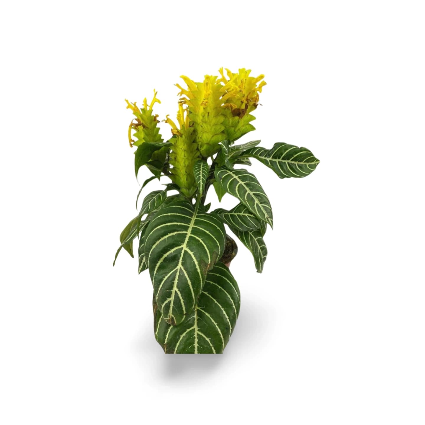 Aphelandra Squarerosa