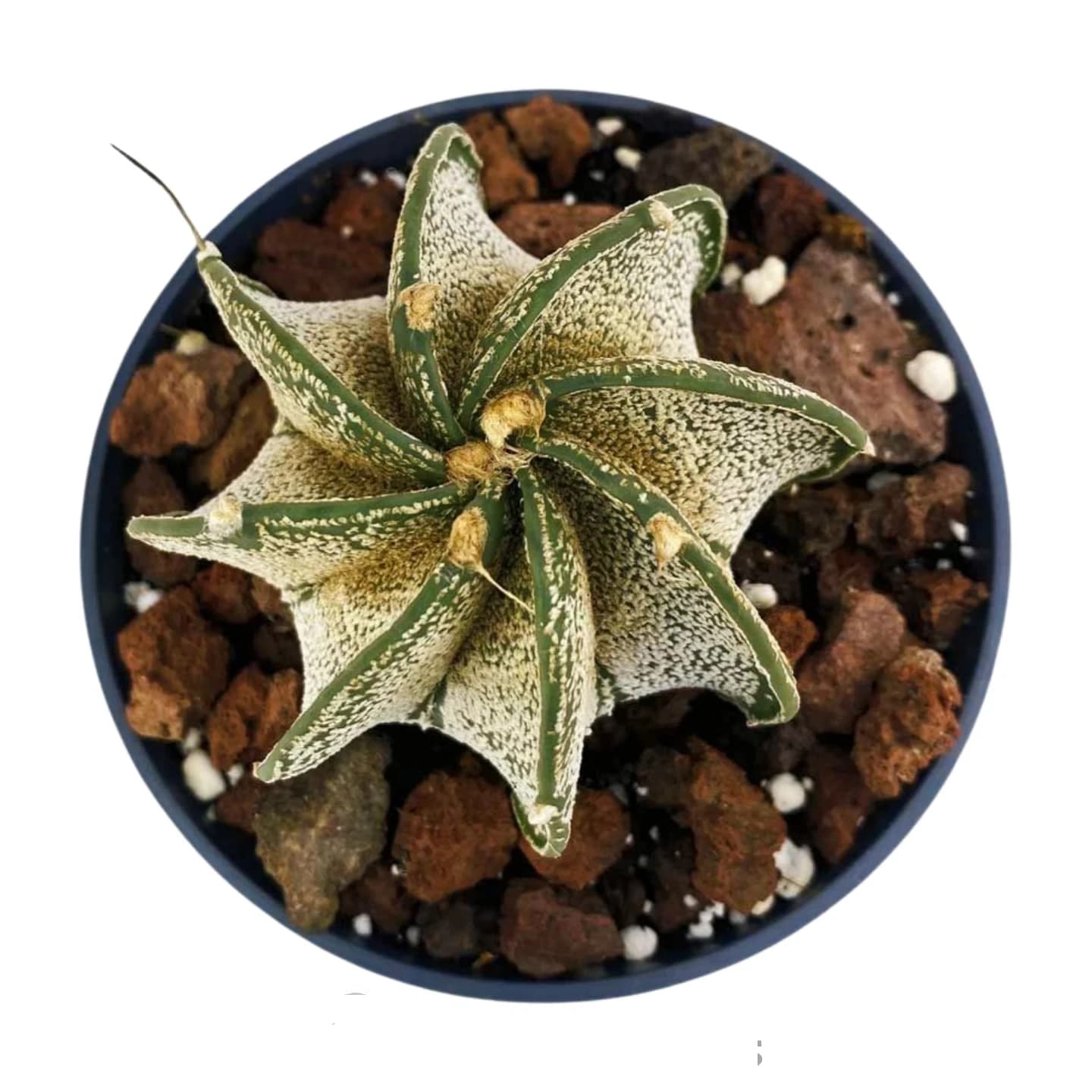 Astrophytum myriostigma 'Multicostatum'