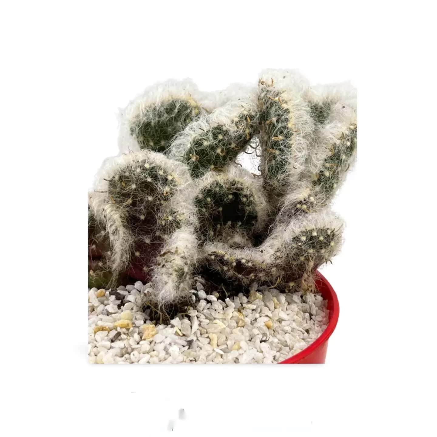 Austrocylindropuntia Vestita Cristata -Trojo