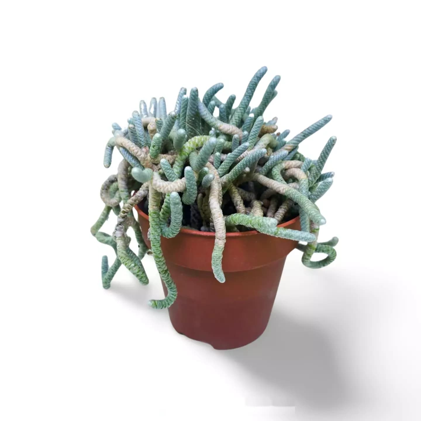 Avonia Quinaria
