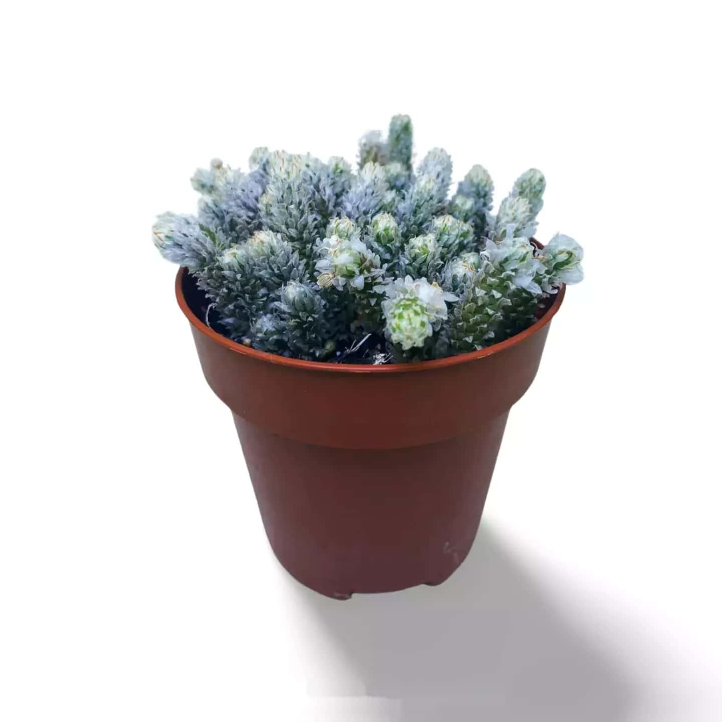 Avonia Recurvata