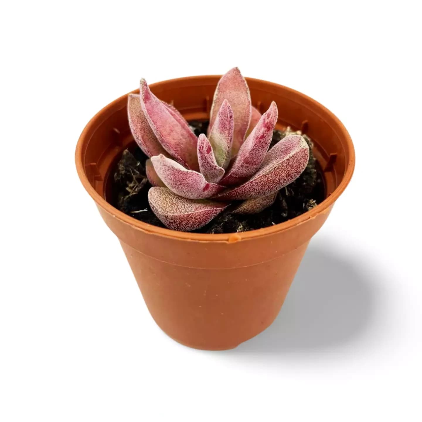 Crassula Granat Lotusrot