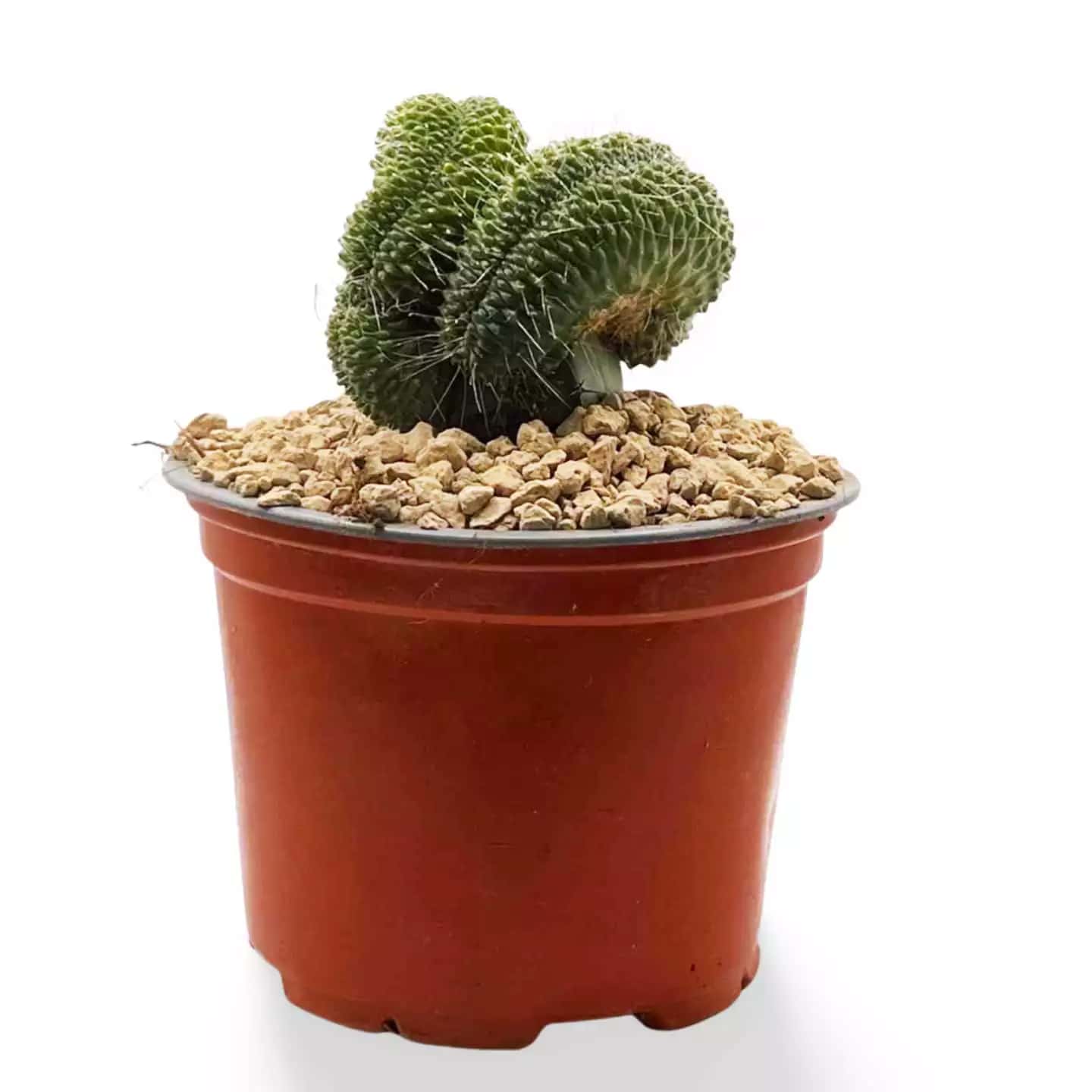 Kaktus Mammillaria ein großer Haubenschnabel
