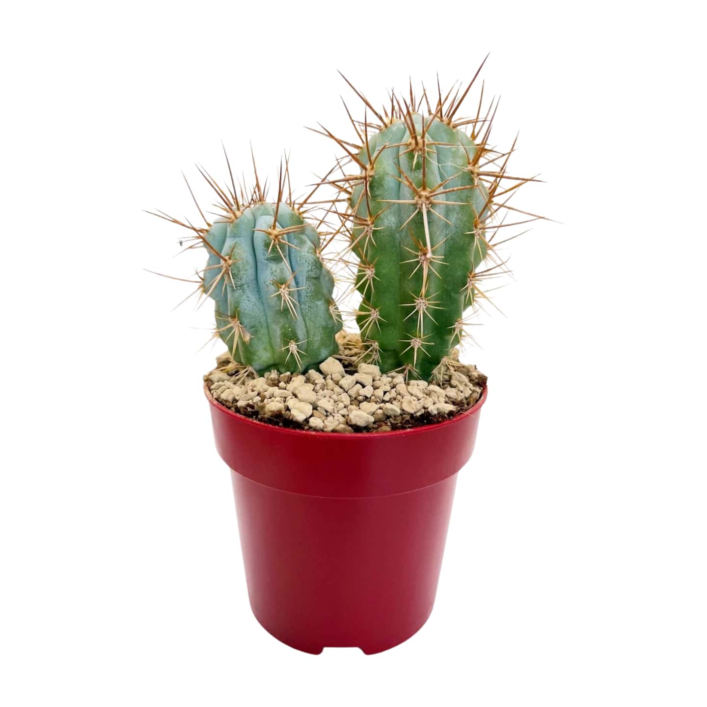 Blauer Cereus