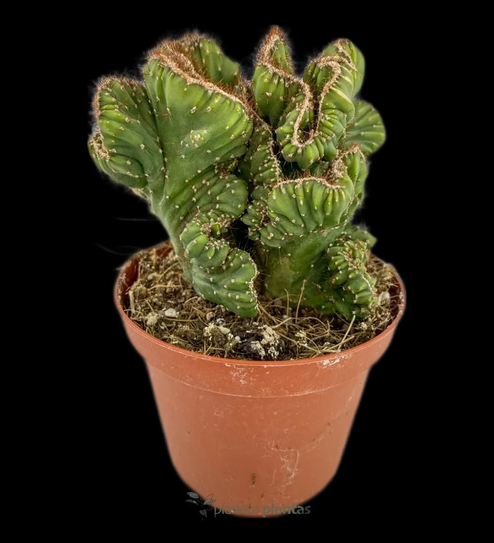 Spiralkaktus-Sammlung – (Cereus Forbesii)