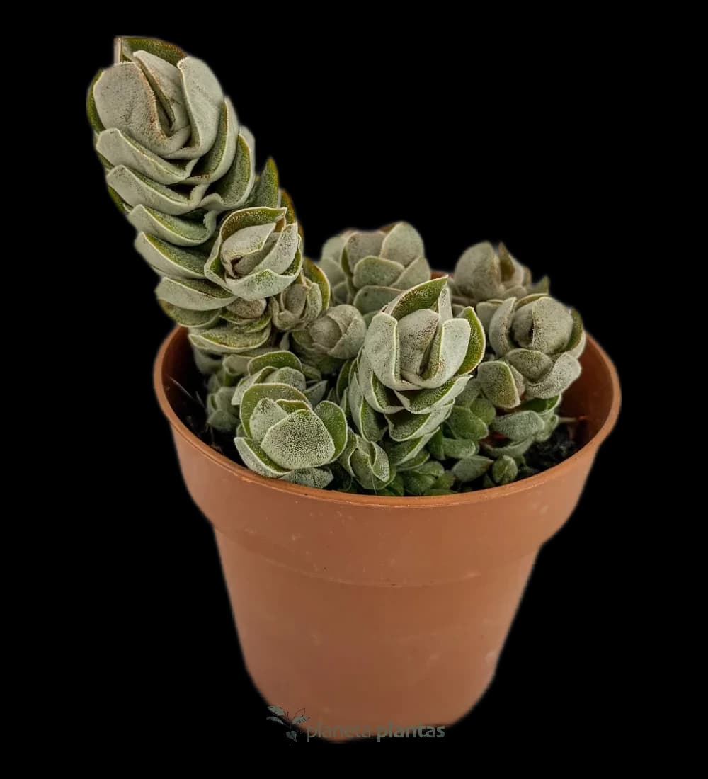 Crassula-Elfenbein-Pagode