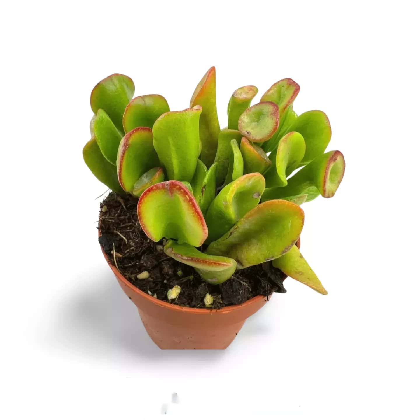 Crassula Ovata GollumCrassula Ovata Gollum