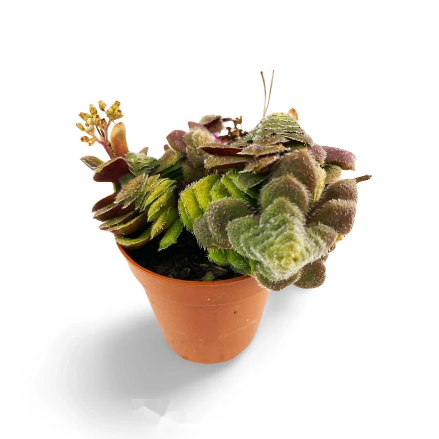 Crassula Setulosa