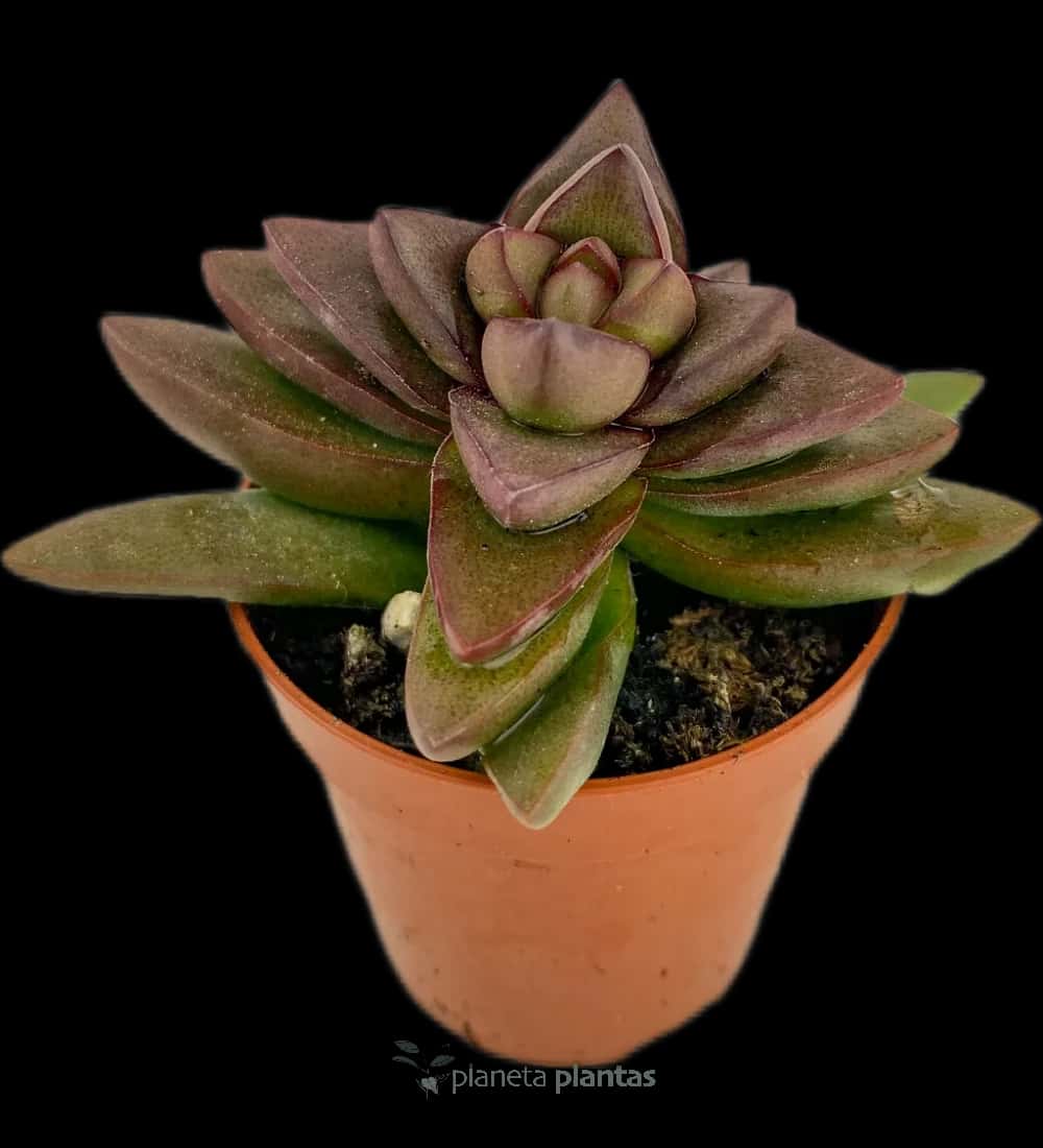Crassula Spring Time Mod C
