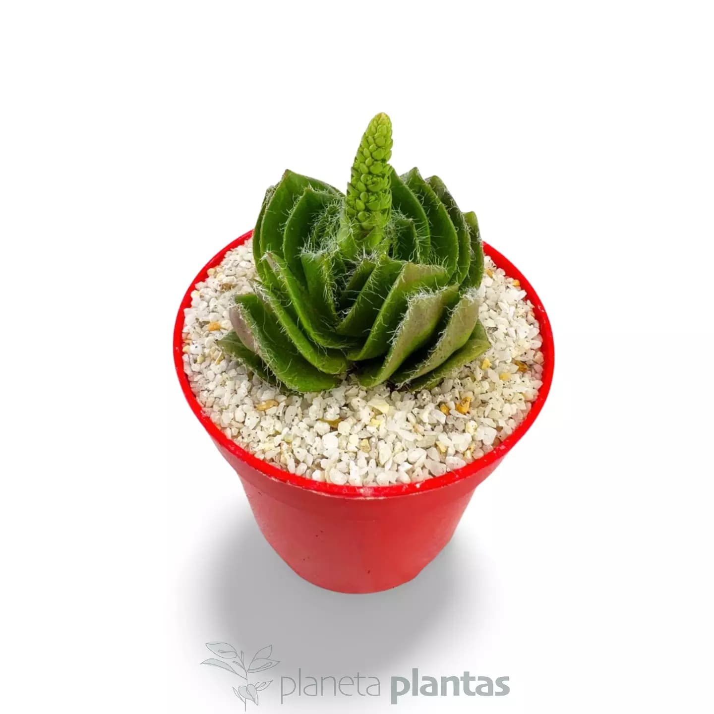Crassula Barbata – Groß