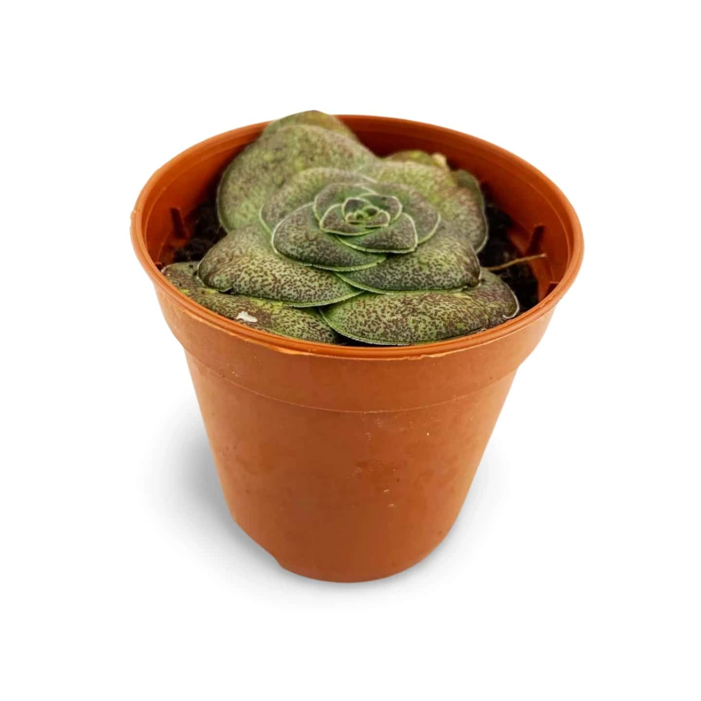 Crassula hemisphaerica