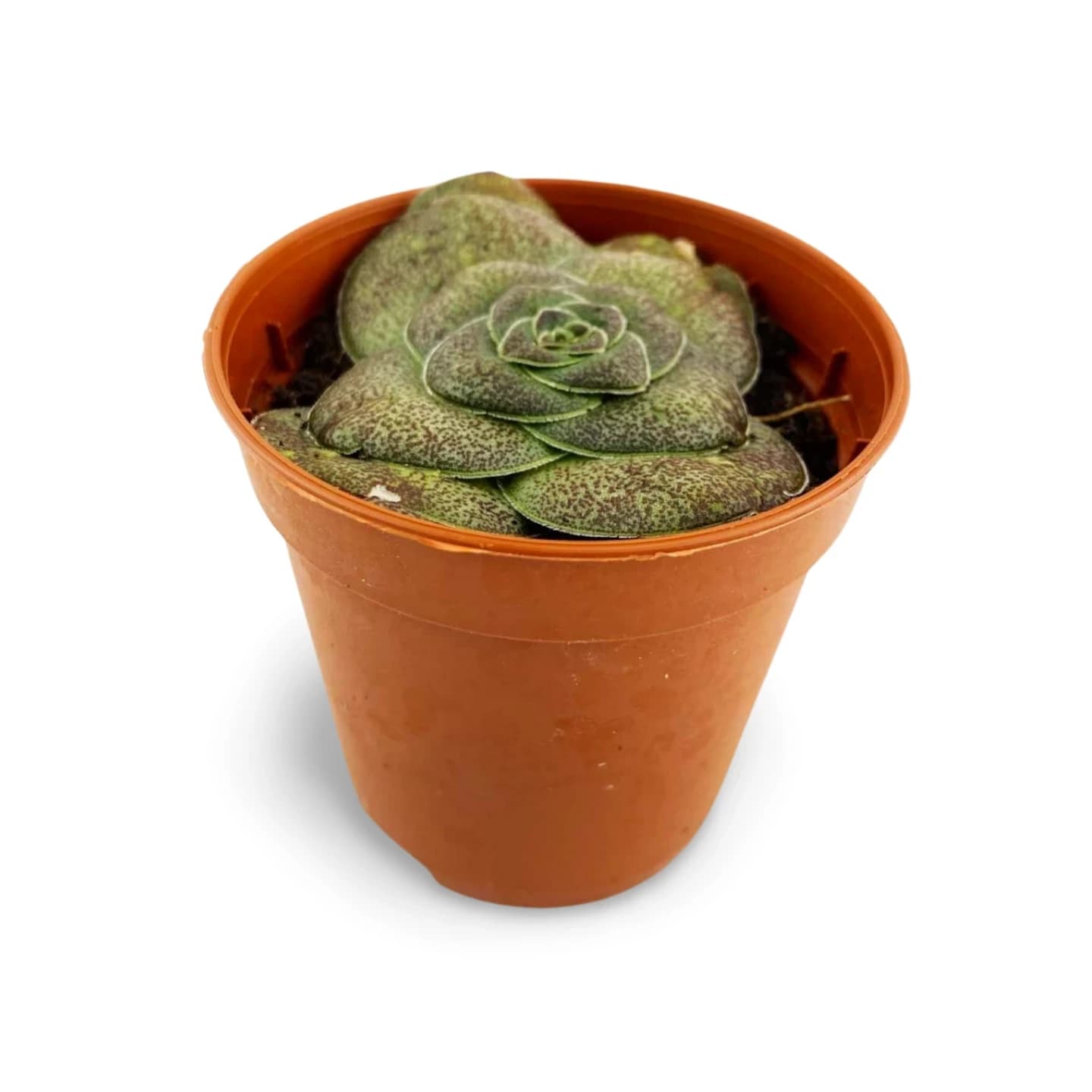 Crassula hemisphaerica