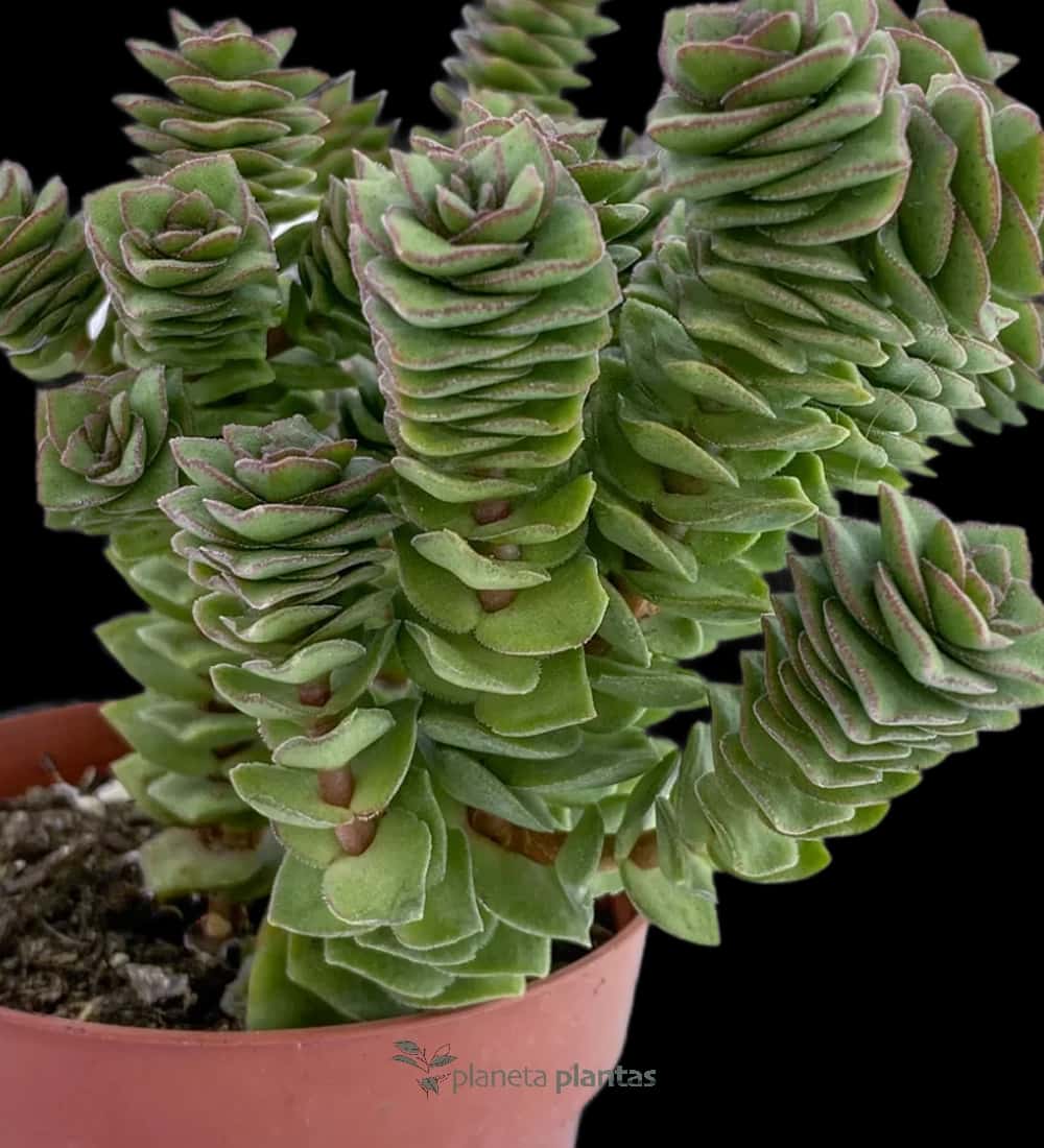 Perlenkette - (Crassula Perforata)