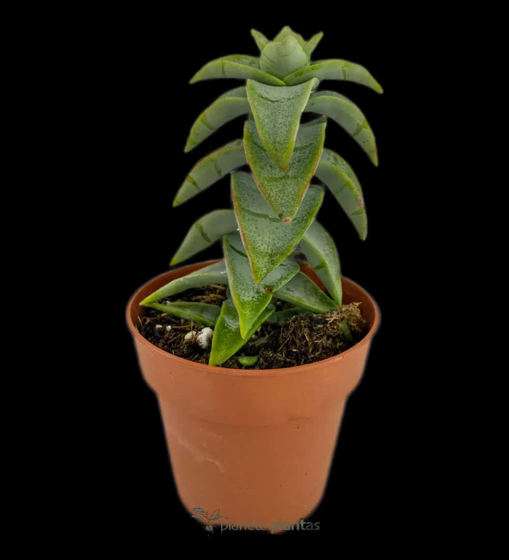 Liebeshalskette – (Crassula Perforata – Vine-Halskette)