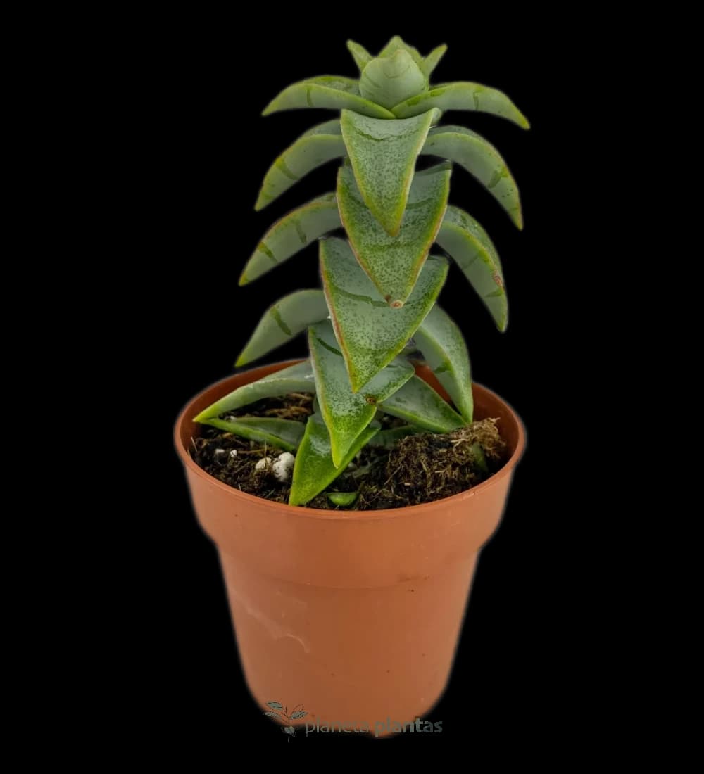 Liebeshalskette – (Crassula Perforata – Vine-Halskette)