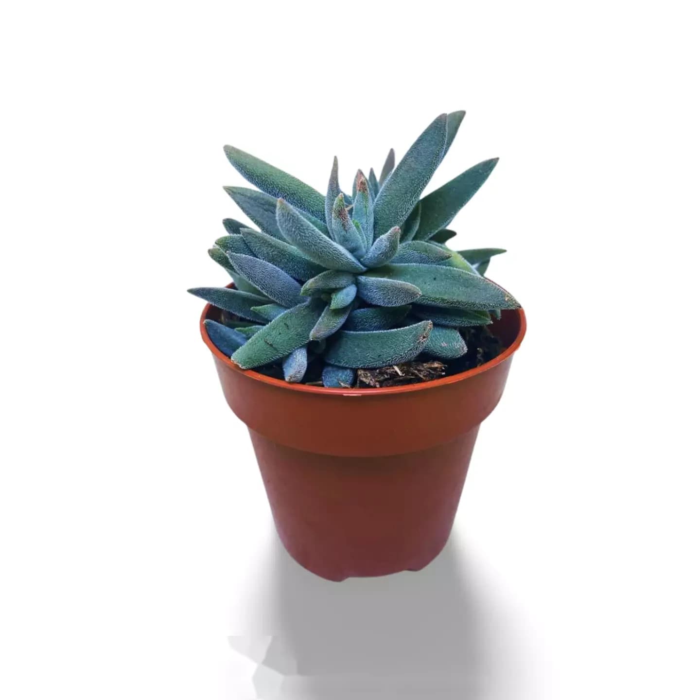 Crassula mesembryanthemoides