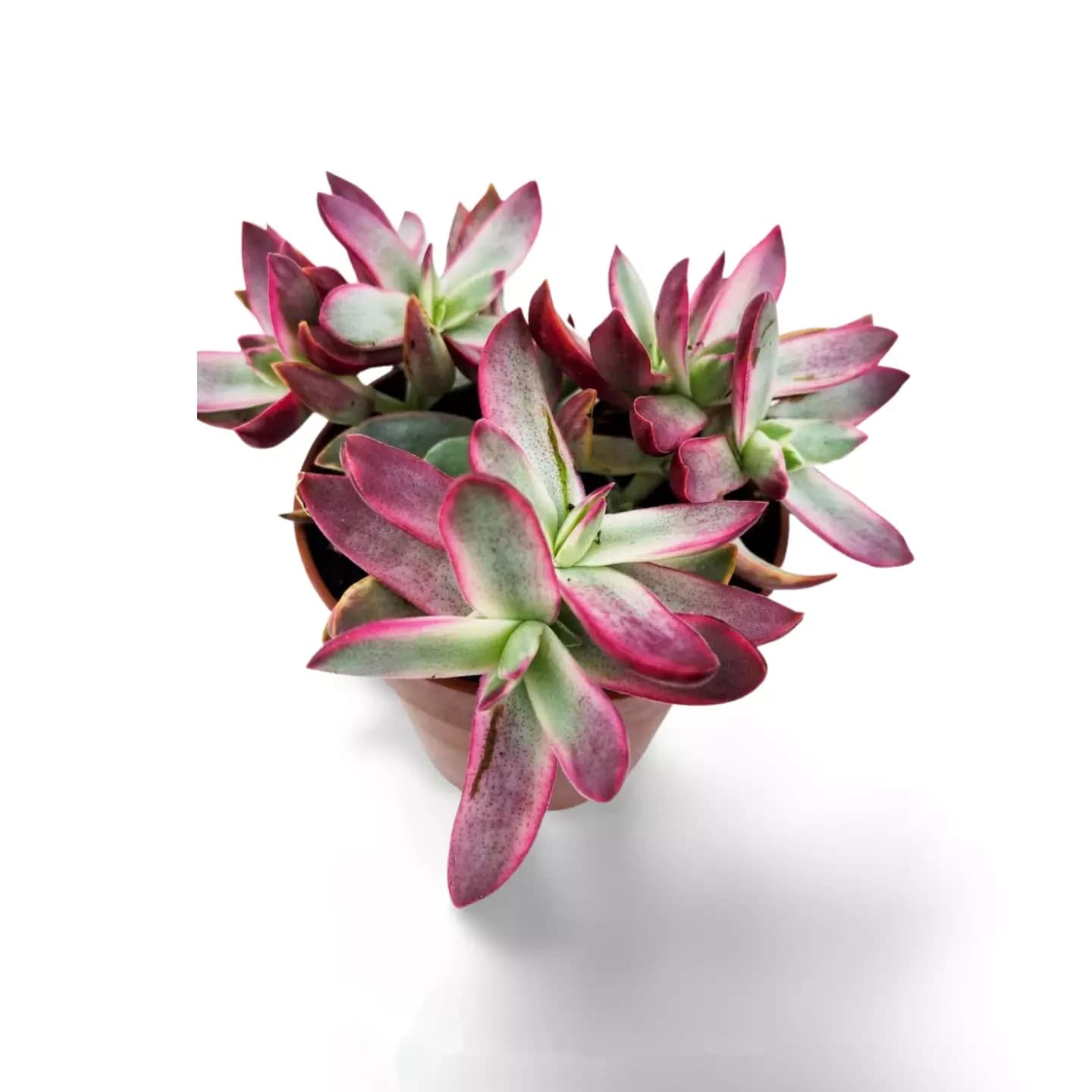 Crassula Rubricaulis Zuckerstange