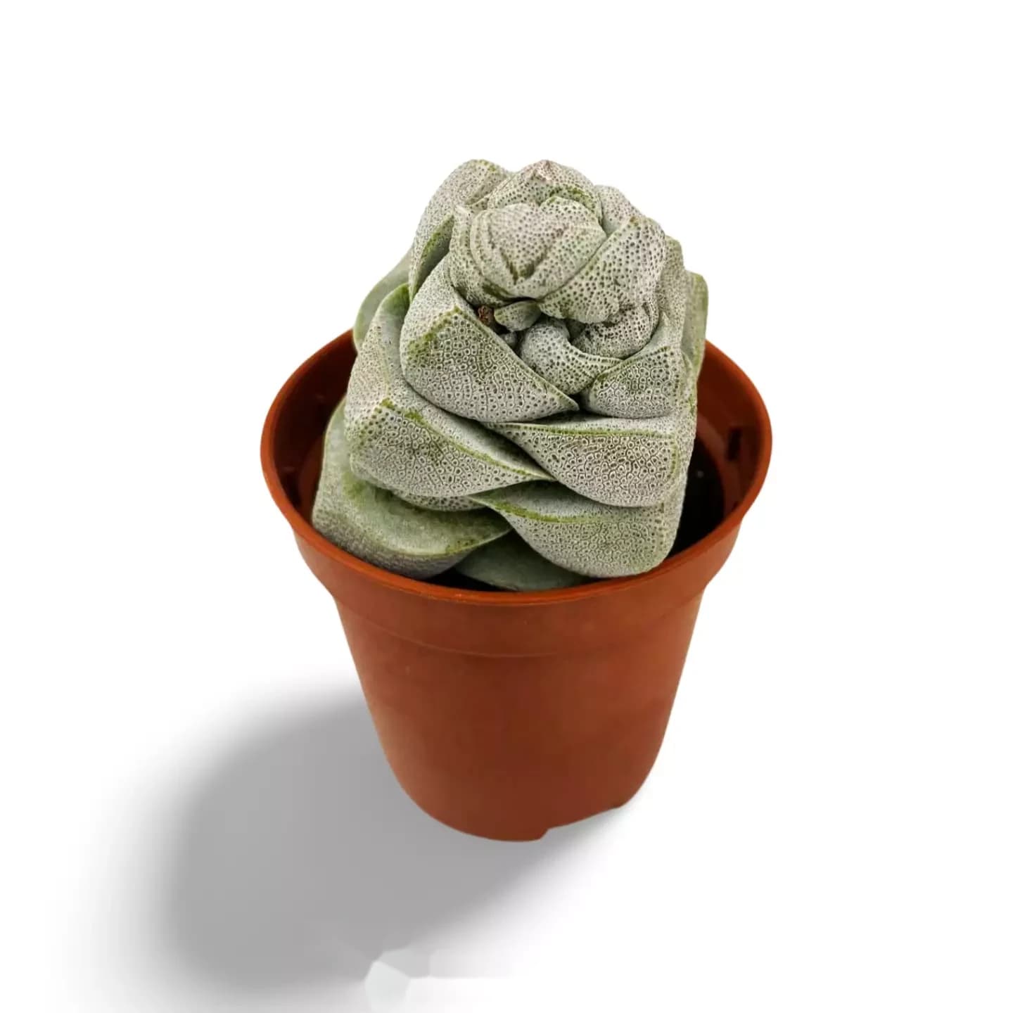 Crassula-Betrüger