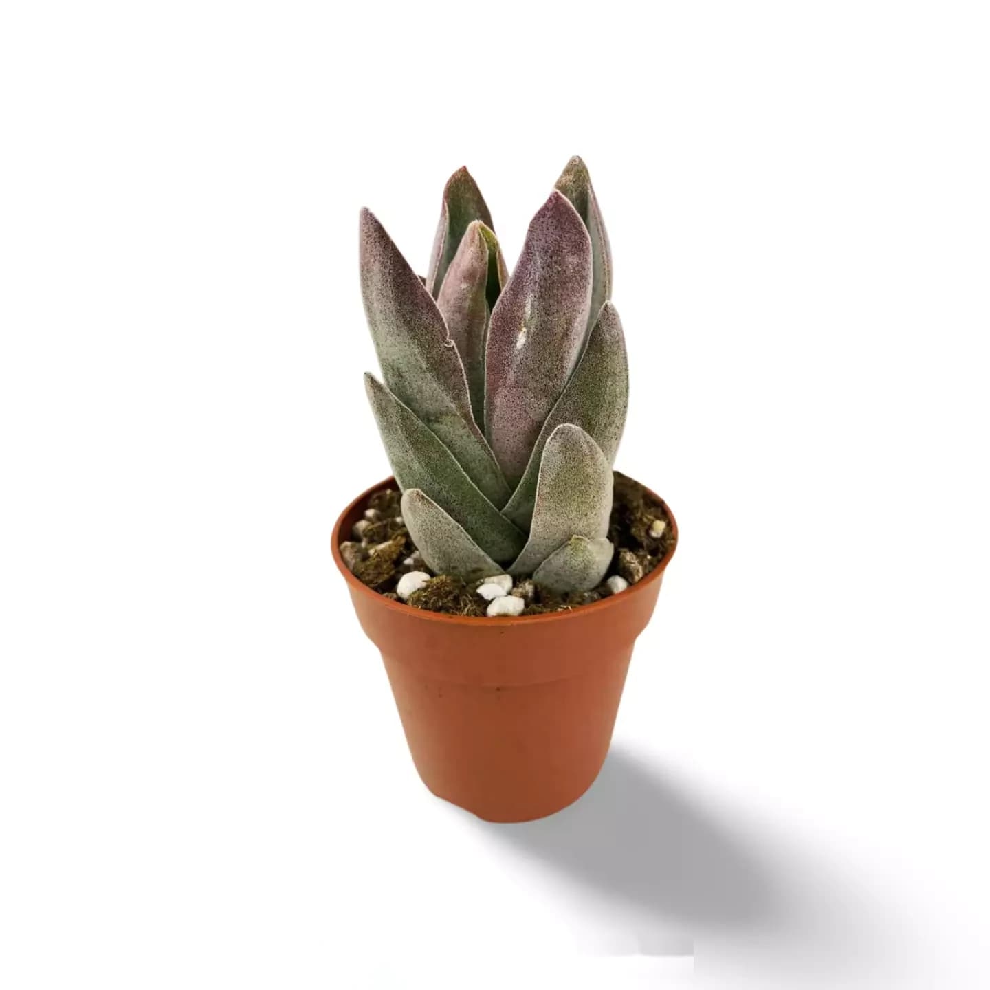 Crassula-Granat-Lotus
