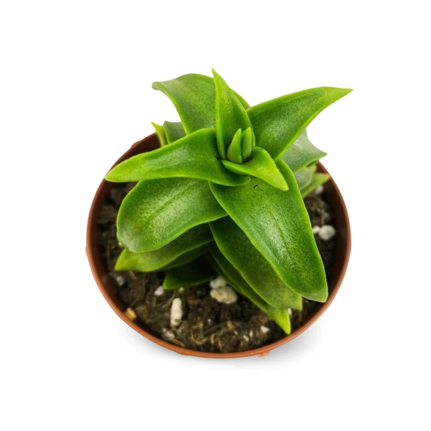 Crassula perforata „Groß“