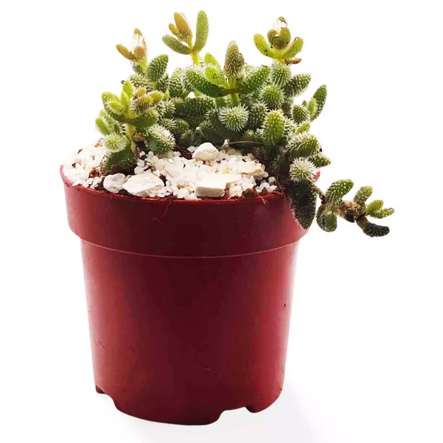 Delosperma Echinatum Essiggurkenpflanze