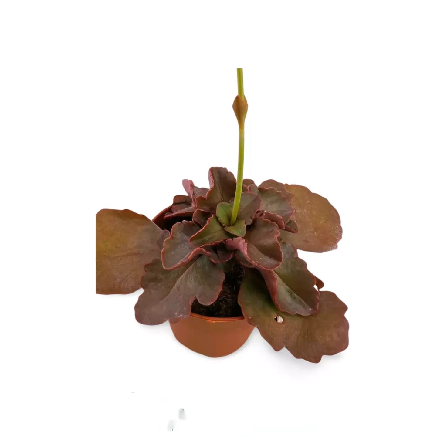 Echeveria Cecelia