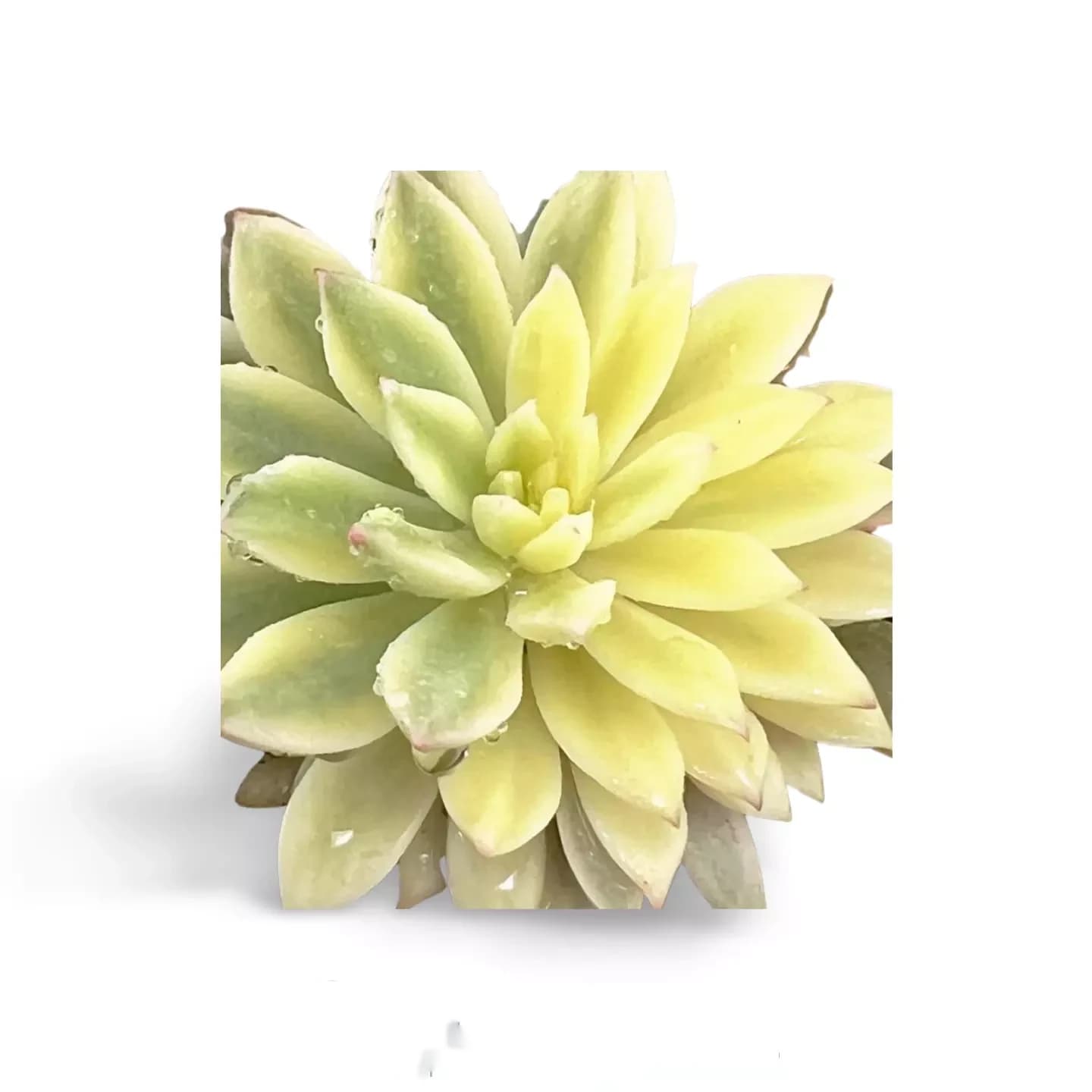 Bunte Smaragd-Echeveria