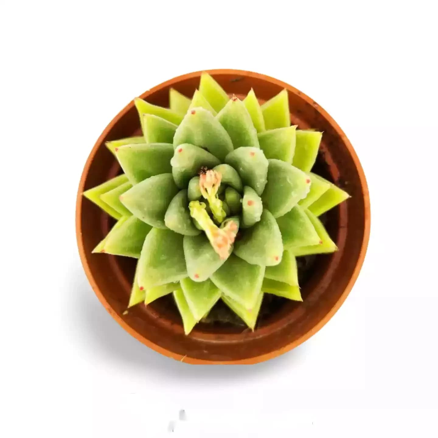 Echeveria Agaveide