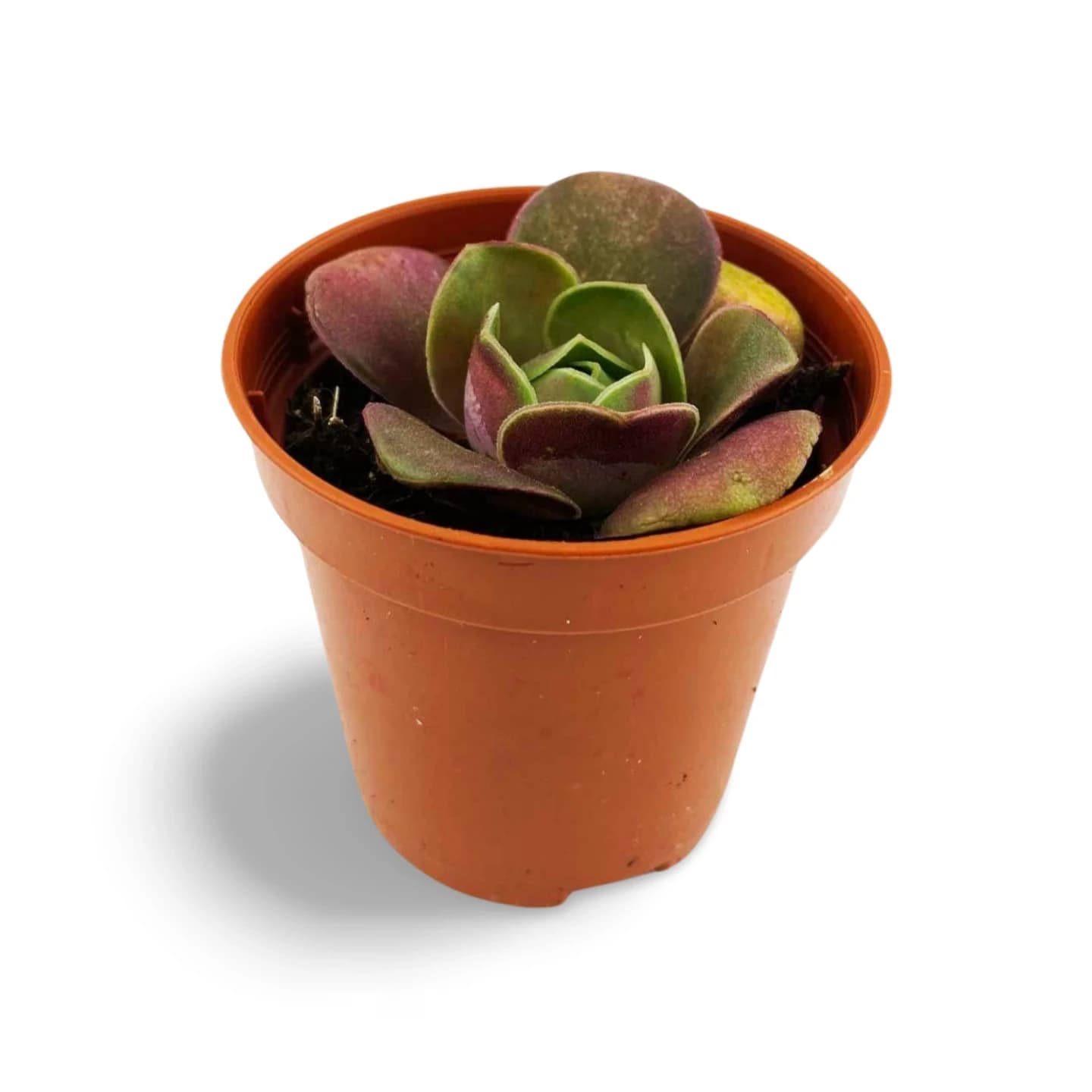 Echeveria Dusty Rose