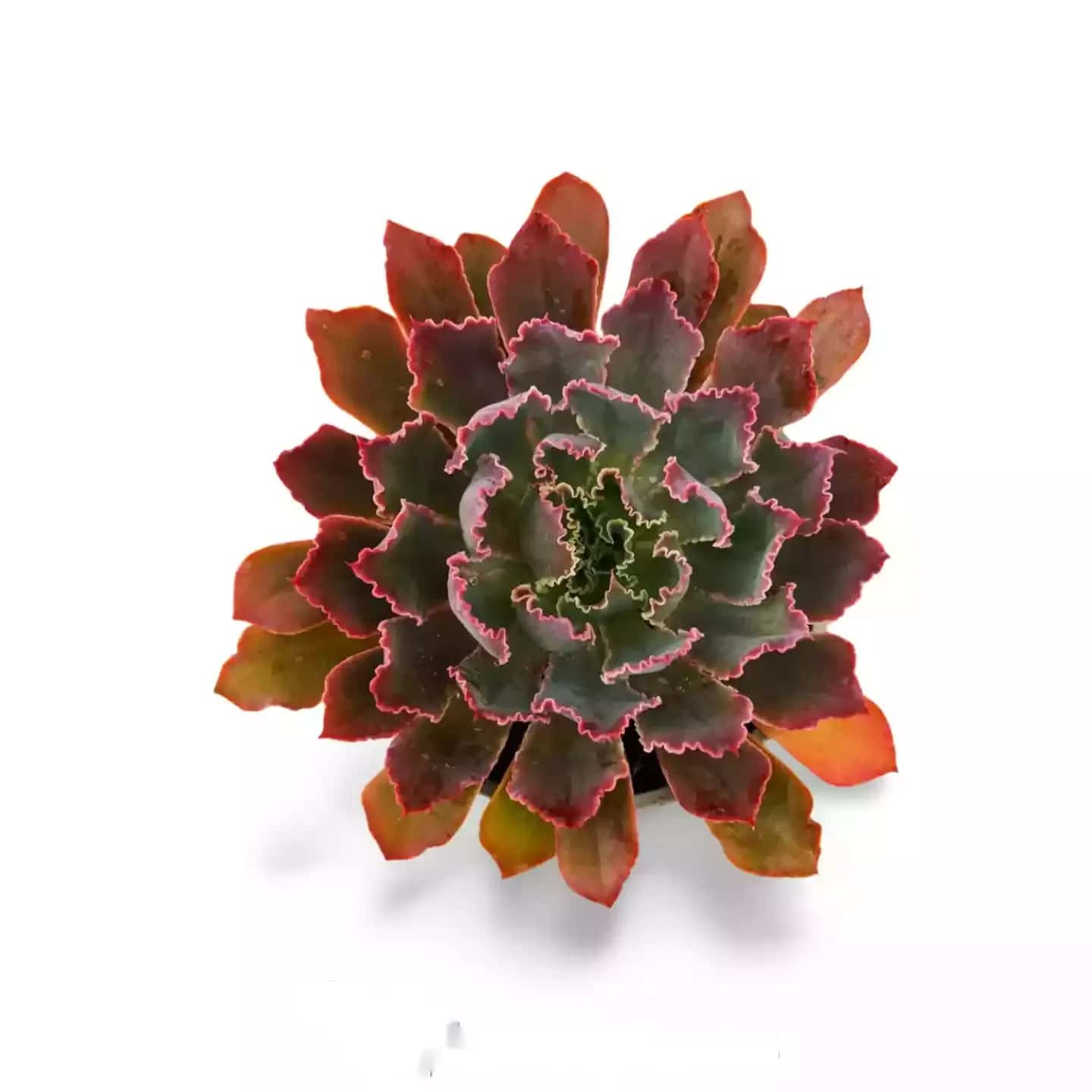 Echeveria Neon Breaker