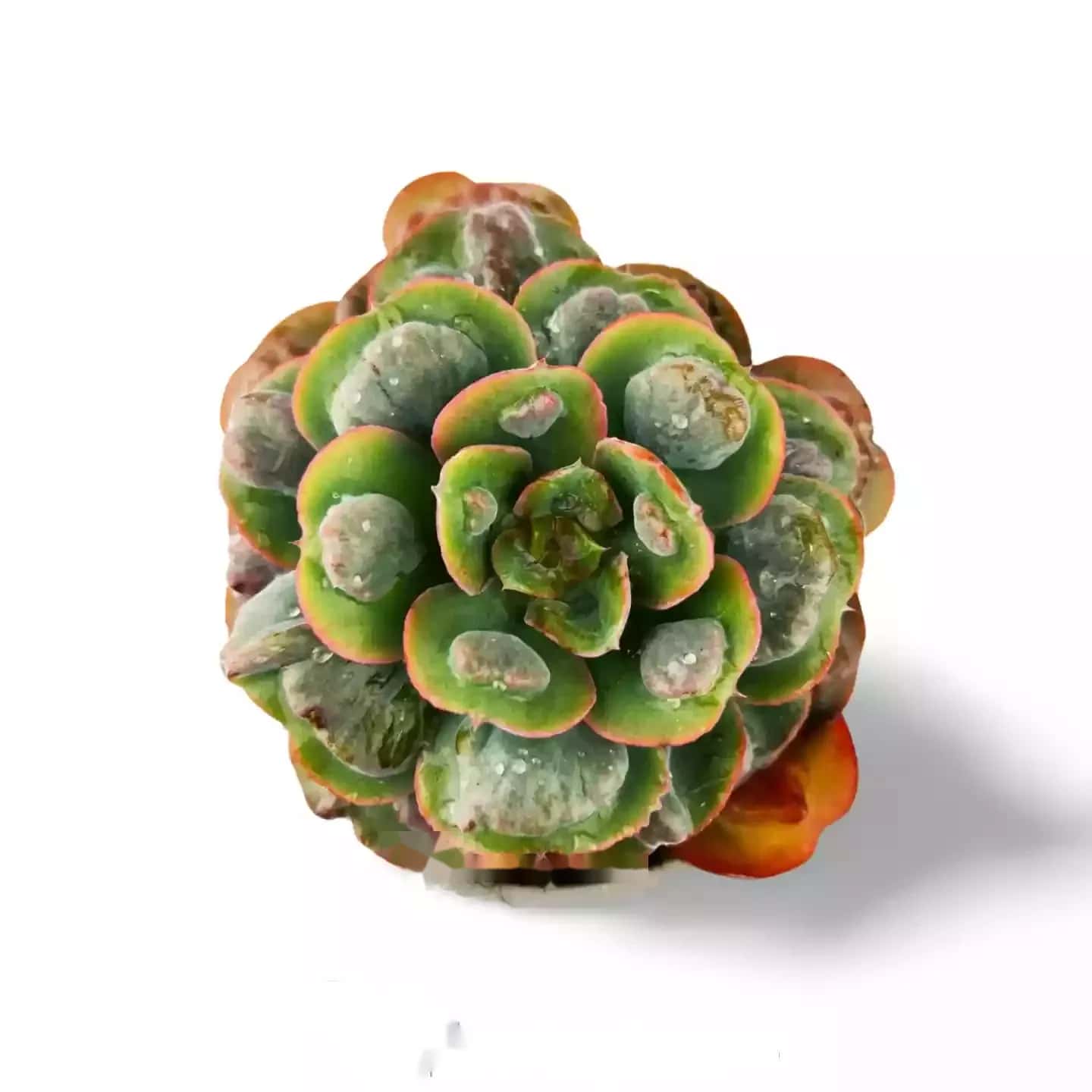 Echeveria-Regentropfen