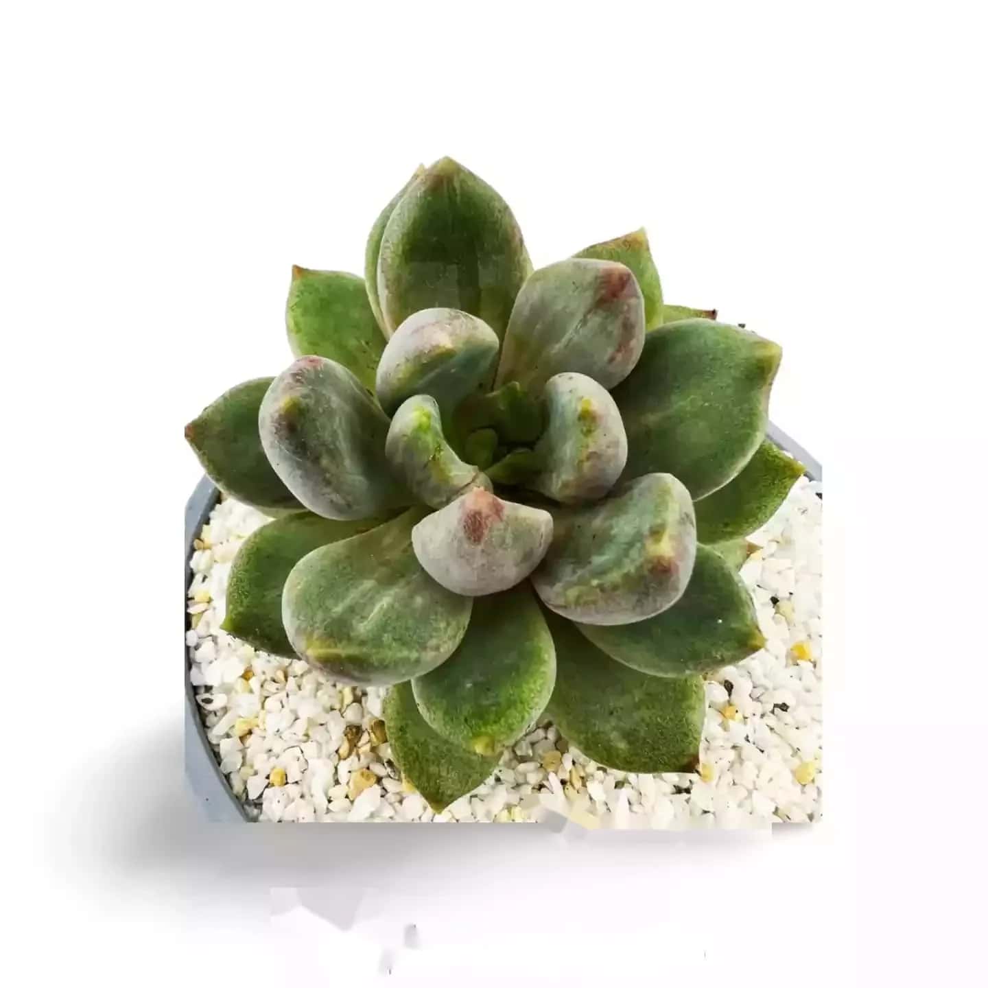 Echeveria Tolimanensis Dunkelrot