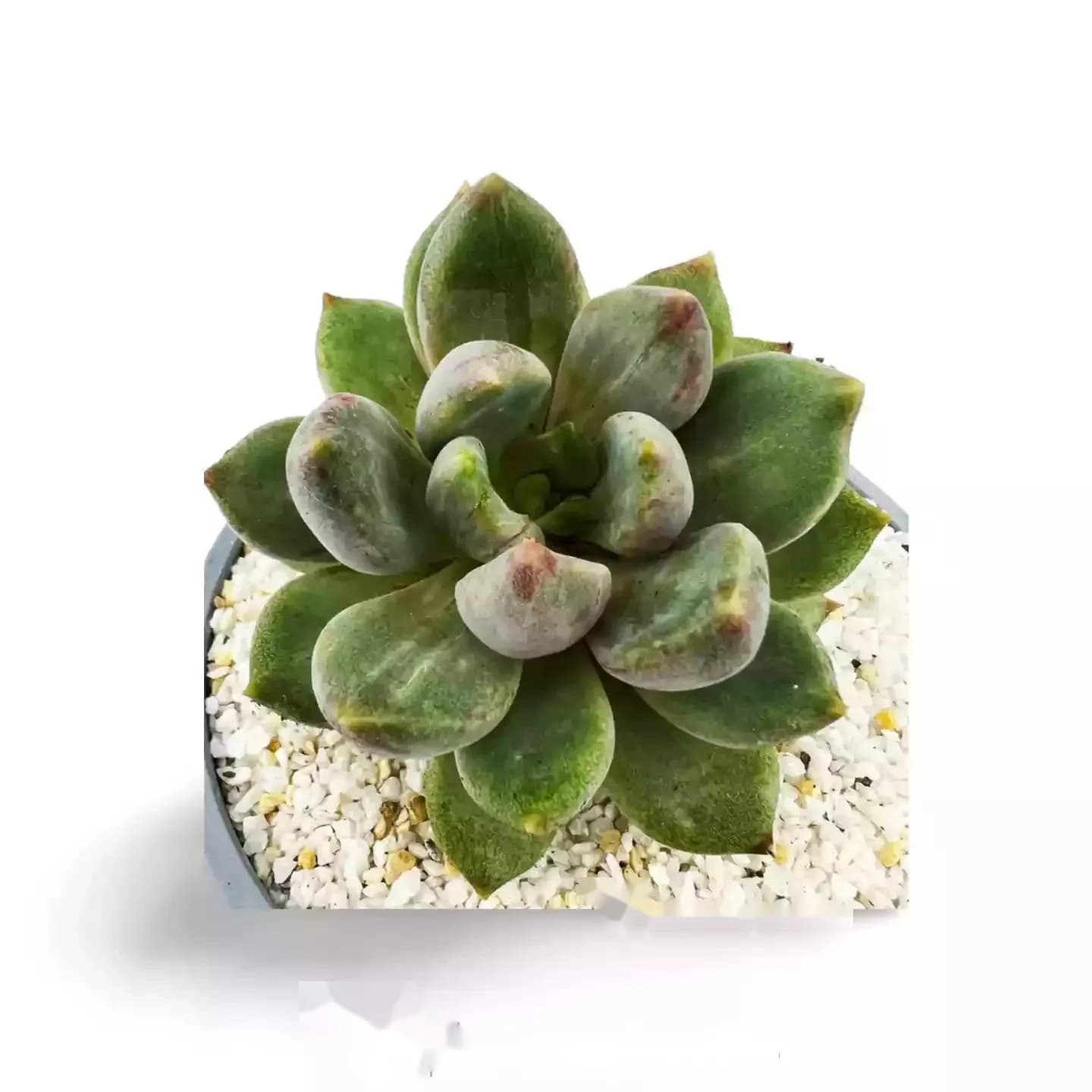 Echeveria Tolimanensis Dunkelrot