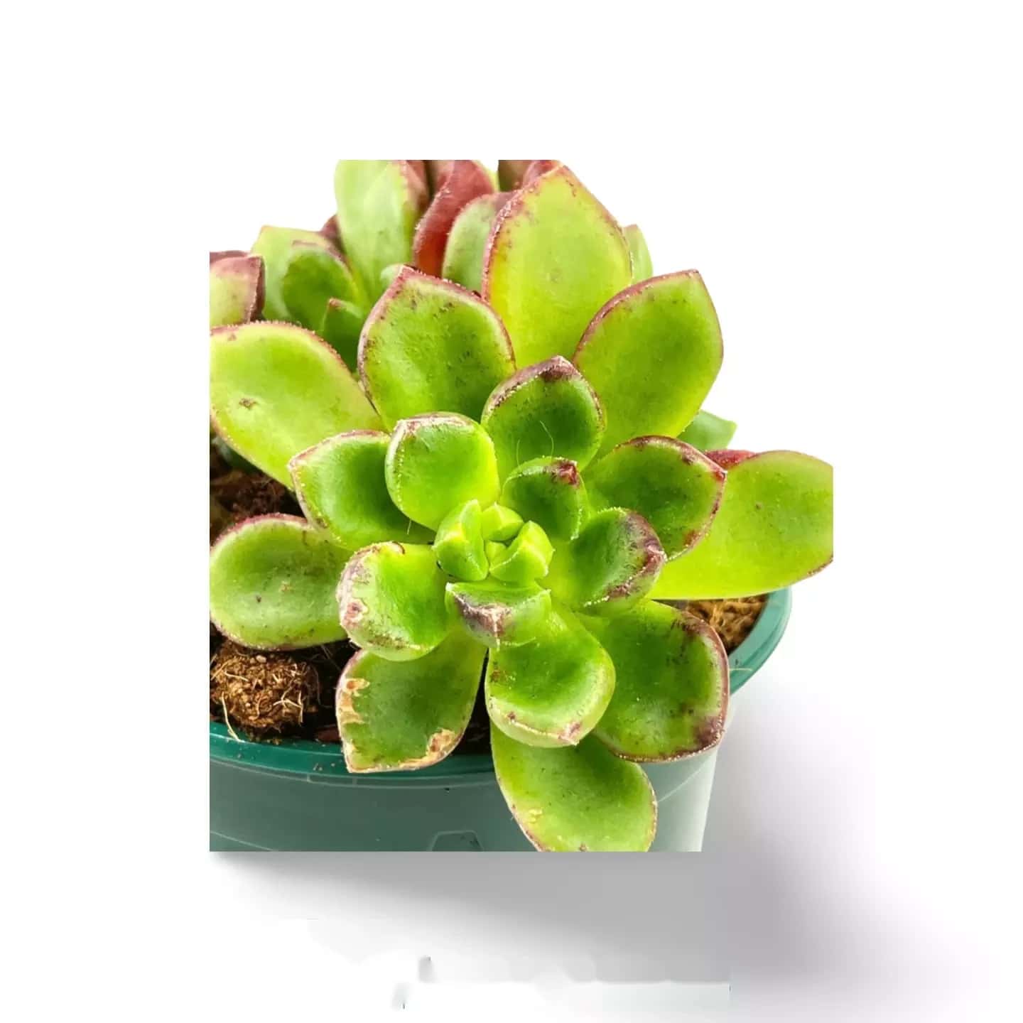 Echeveria multicaulis - Kupferrose