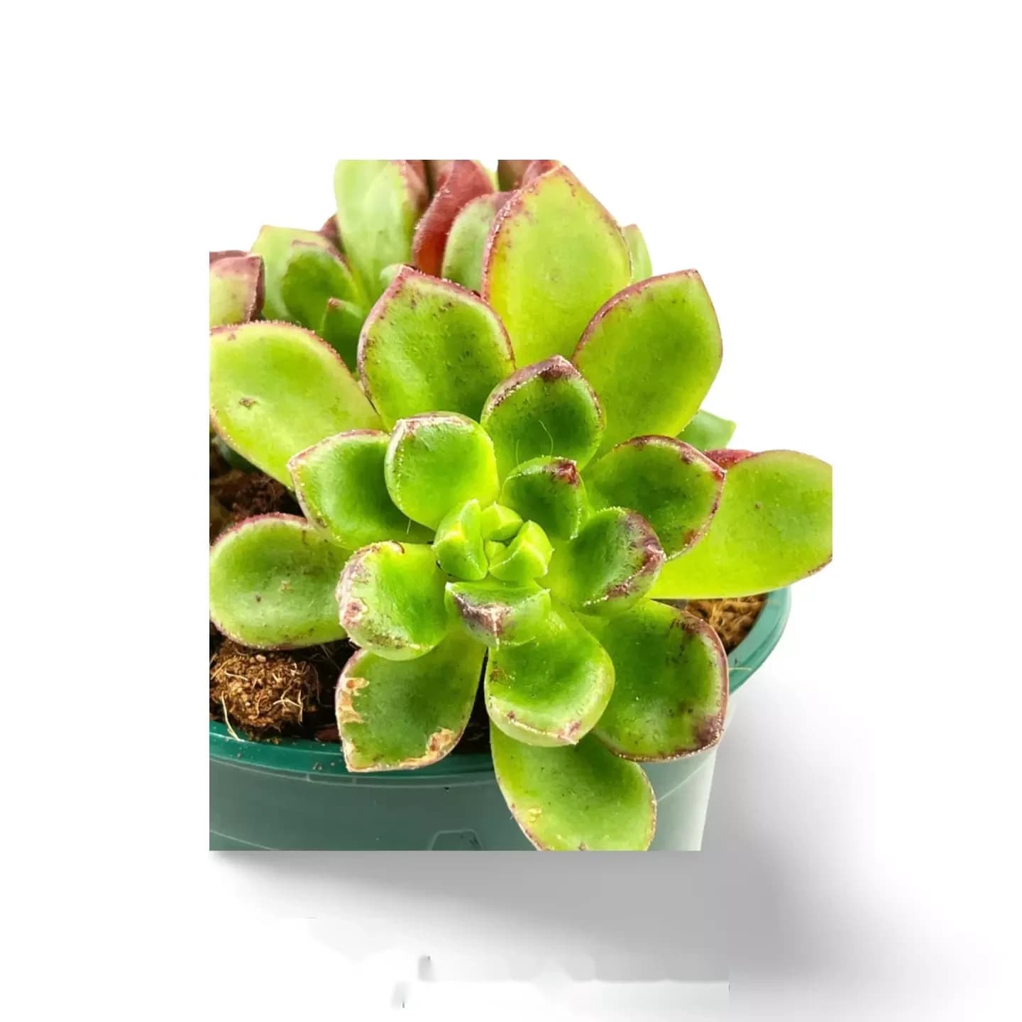 Echeveria multicaulis - Kupferrose