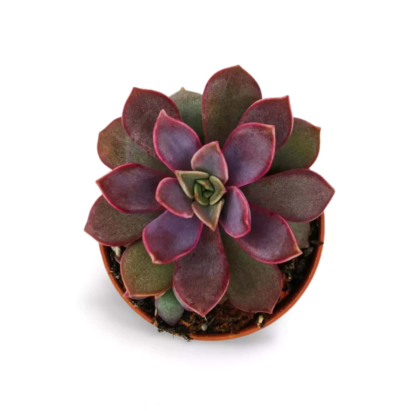Lila Perlen-Echeveria