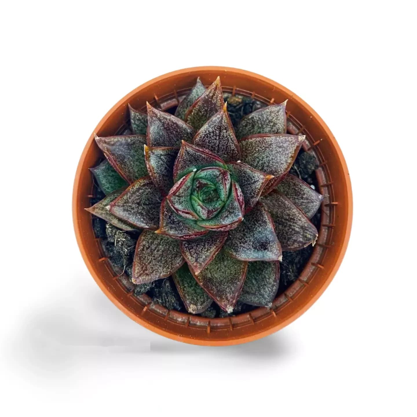 Echeveria Purpuestorum