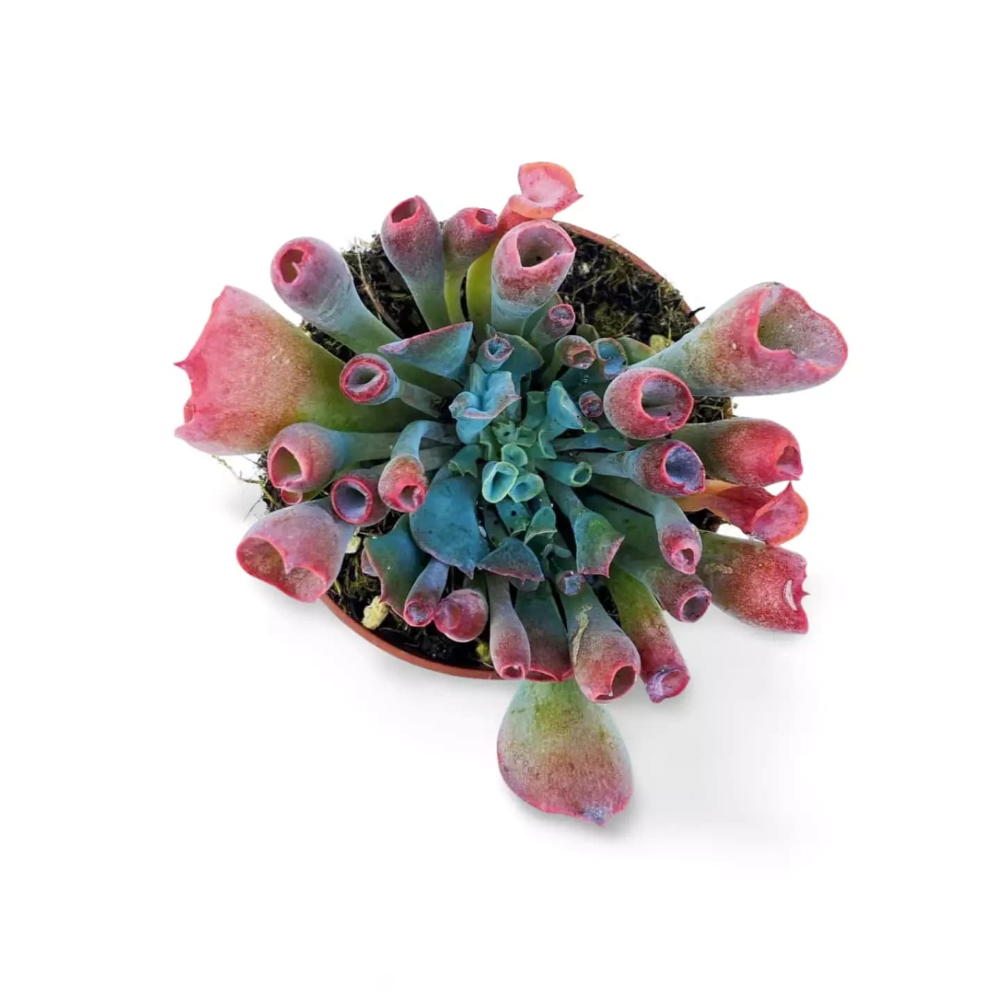 Echeveria Trompete Pinky