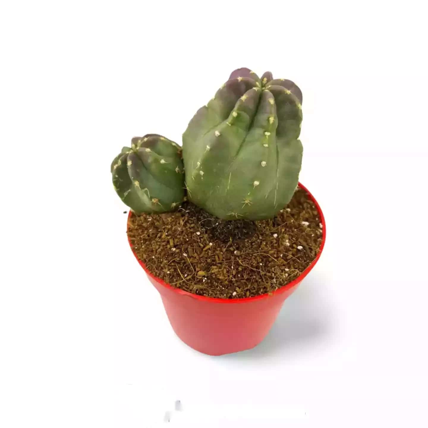 Echinocereus Coccineus DUO