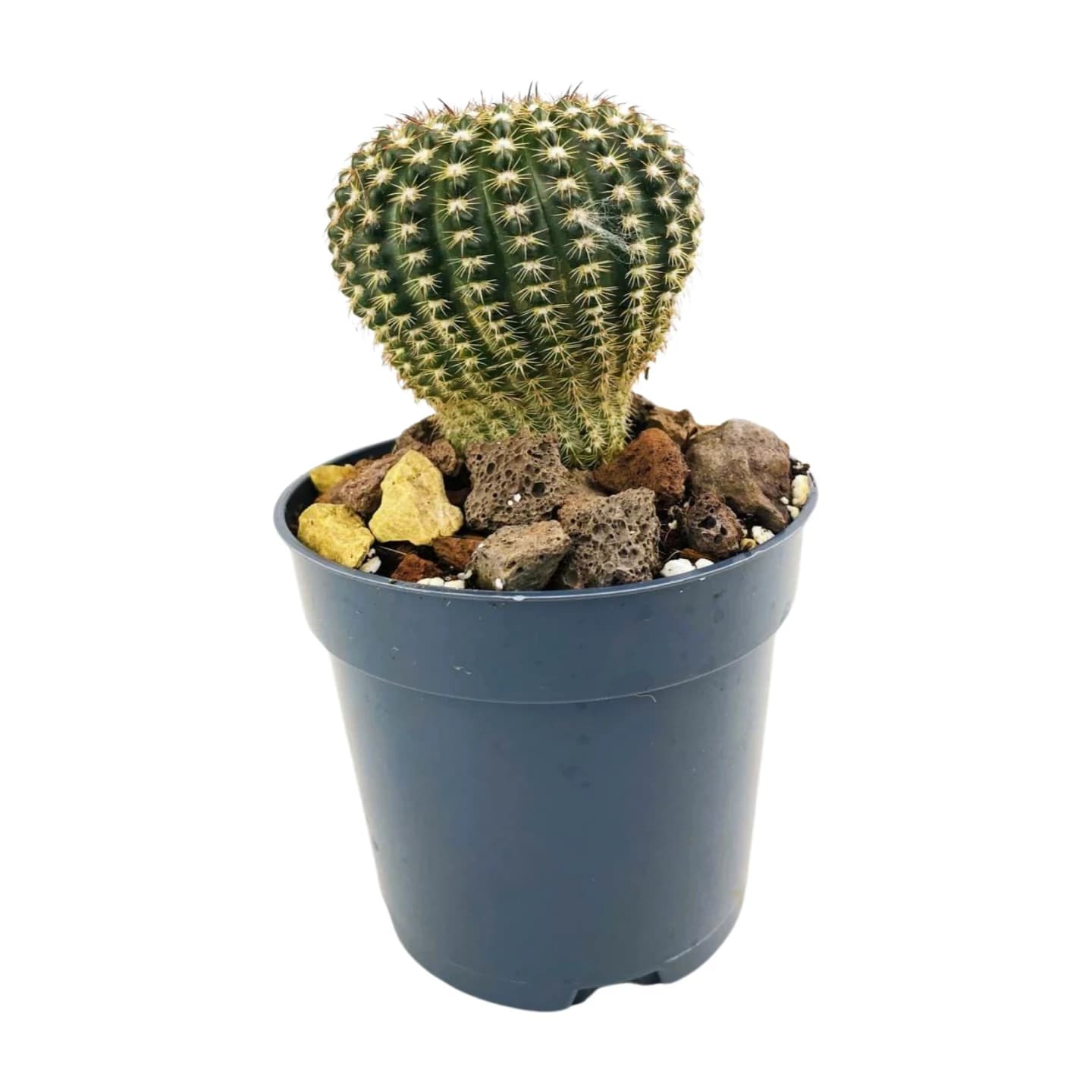 Echinocereus Reichenbachii